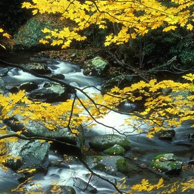 欢乐斗牛腾讯app下载